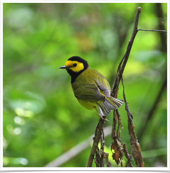 Hooded Warbler